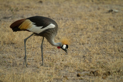 Grey crowned crane bird eating bugs in the grass