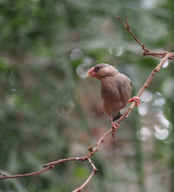 Bird perching on branch
