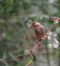 Low angle view of birds perching on plant