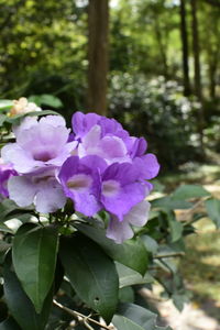 Close-up of purple flowers