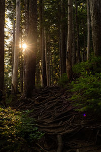 Pine trees in forest