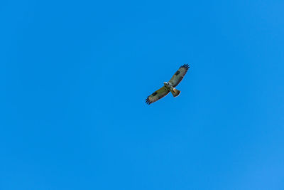 Low angle view of bird flying in sky