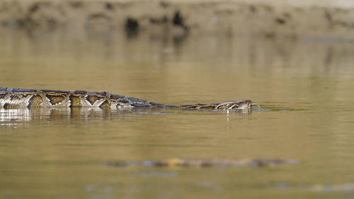 Surface level of horse in water