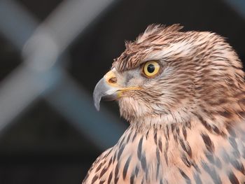 Close-up of eagle outdoors