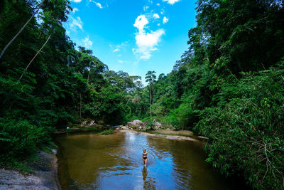 Scenic view of river amidst trees in forest