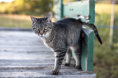 Portrait of tabby cat