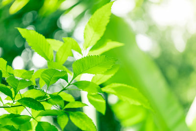 Close-up of fresh green leaves