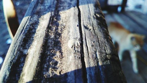 Close-up of tree trunk