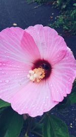 Close-up of pink flower