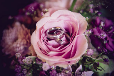 Close-up of pink rose flower