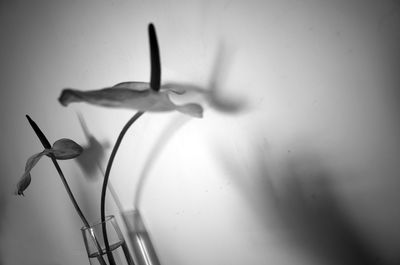 Close-up of insect on flower