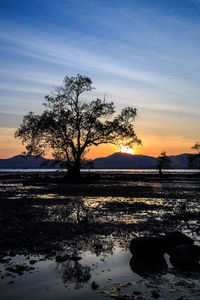 Silhouette trees by plants against sky during sunset