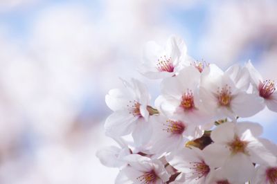 Close-up of white flowers blooming on tree