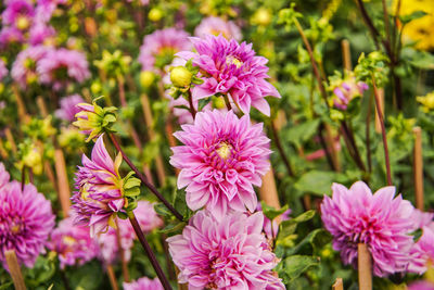 Close-up of pink flowering plants