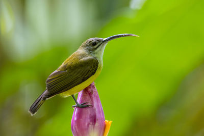 Close-up of bird perching on a plant