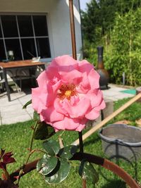 Close-up of pink flowers blooming outdoors