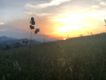 Scenic view of grassy field against sky during sunset