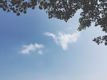 Low angle view of tree against sky