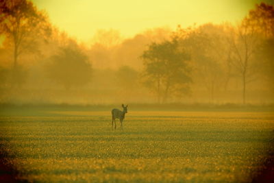 Deer on field against sky during sunset