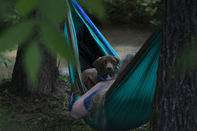 Dog relaxing on hammock in park