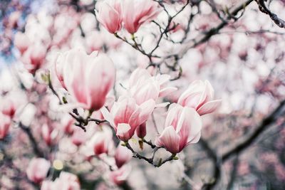 Close-up of pink cherry blossoms in spring