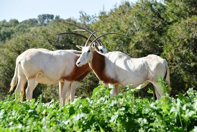 Horses standing in a field