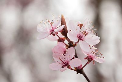 Close-up of pink cherry blossom