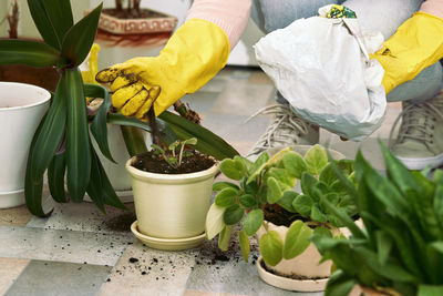 Cropped hand holding potted plant