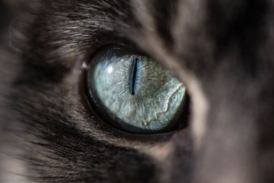 Close-up of cat