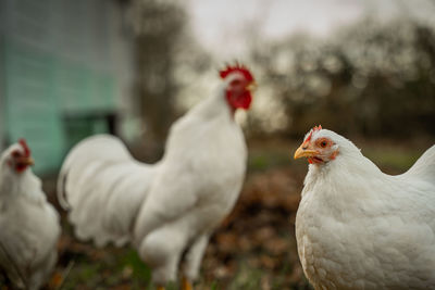 Close-up of chicken on field