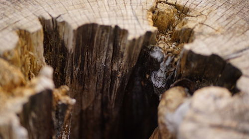 Full frame shot of tree stump