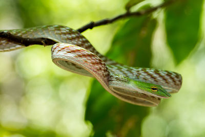 Close-up of lizard on leaf