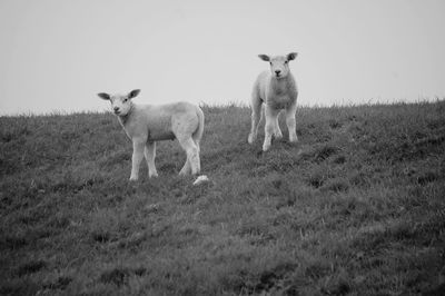 Sheep in black and white 