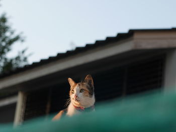 Low angle portrait of cat against sky