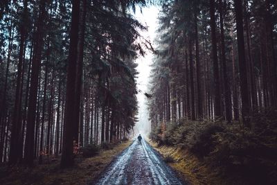 Rear view of man walking on road amidst trees in forest