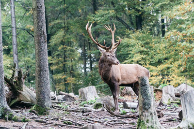 Deer standing in a forest