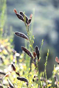 Close-up of plant