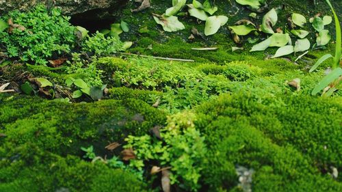 High angle view of leaves on field