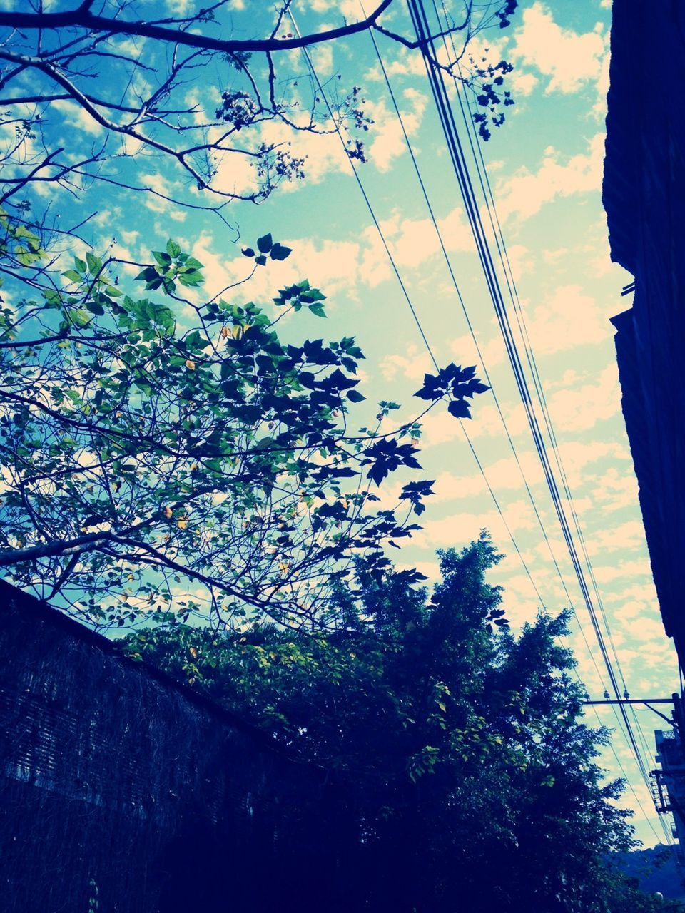 low angle view, power line, tree, sky, electricity pylon, electricity, silhouette, power supply, cable, connection, blue, cloud - sky, branch, nature, power cable, growth, fuel and power generation, outdoors, dusk, no people