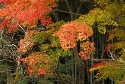 Red flowers growing on tree