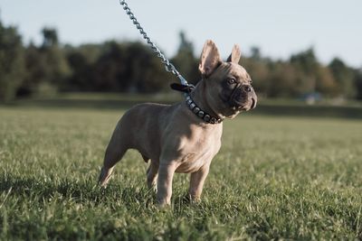 Dog looking away on field