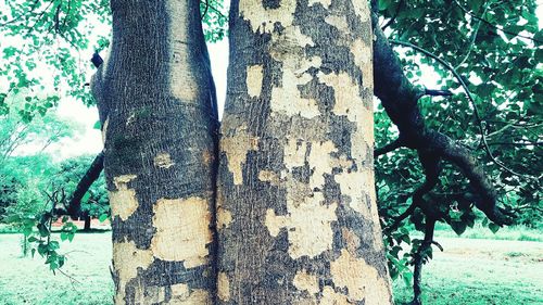 View of tree trunk