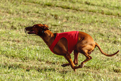 Pharaoh hound dog running in red jacket on coursing green field