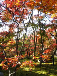 Trees in park