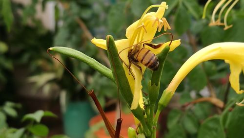 Close-up of insect on yellow flower