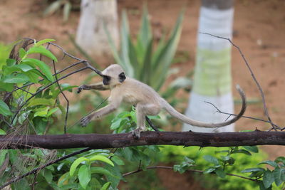 Monkey on tree branch