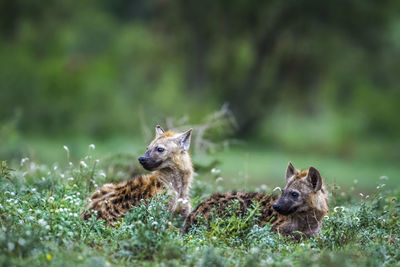 Hyenas looking away while sitting on land