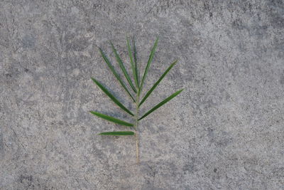 Directly above shot of plant