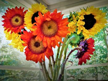 Close-up of multi colored flowers blooming outdoors