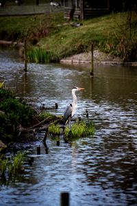 View of birds in lake